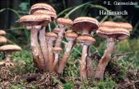 HALLIMASCH (ARMILLARIA MELLEA) Bild 1