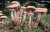 HALLIMASCH (ARMILLARIA MELLEA) Bild 1