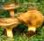 KAHLER KREMPLING (PAXILLUS INVOLUTUS) Bild 1