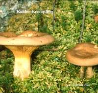 KAHLER KREMPLING (PAXILLUS INVOLUTUS) Bild 2