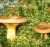 KAHLER KREMPLING (PAXILLUS INVOLUTUS) Bild 2