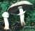 KARBOLEGERLING (AGARICUS XANTHODERMA) Bild 1