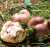 KRONENBECHERLING (SARCOSPHAERA CRASSA) Bild 1