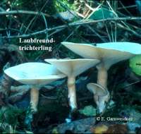 LAUBFREUND-TRICHTERLING (CLITOCYBE PHYLLOPHILA) Bild 1