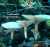 LAUBFREUND-TRICHTERLING (CLITOCYBE PHYLLOPHILA) Bild 1
