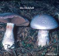 LILA DICKFUSS (CORTINARIUS TRAGANUS) Bild 1