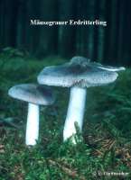 MAEUSEGRAUER ERDRITTERLING (TRICHOLOMA TERREUM) Bild 1