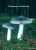 MAEUSEGRAUER ERDRITTERLING (TRICHOLOMA TERREUM) Bild 1