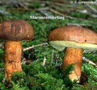 MARONENROEHRLING (XEROCOMUS BADIUS) Bild 1