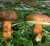 MARONENROEHRLING (XEROCOMUS BADIUS) Bild 1