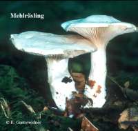 MEHLRAESLING (CLITOPILUS PRUNULUS) Bild 1