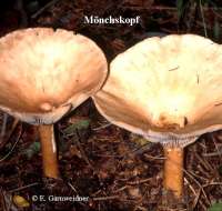 MOENCHSKOPF (CLITOCYBE GEOTROPA) Bild 1