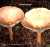 MOENCHSKOPF (CLITOCYBE GEOTROPA) Bild 1