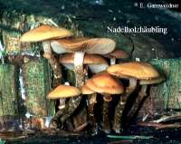 NADELHOLZHAEUBLING (GALERINA MARGINATA) Bild 1