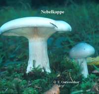 NEBELKAPPE (LEPISTA NEBULARIS) Bild 1