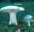 NEBELKAPPE (LEPISTA NEBULARIS) Bild 1