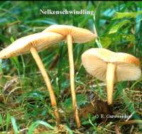 NELKENSCHWINDLING (MARASMIUS OREADES) Bild 1