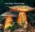 NETZSTIELIGER HEXENROEHRLING (BOLETUS LURIDUS) Bild 1