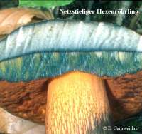 NETZSTIELIGER HEXENROEHRLING (BOLETUS LURIDUS) Bild 2