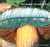 NETZSTIELIGER HEXENROEHRLING (BOLETUS LURIDUS) Bild 2