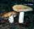 OCKER-TAEUBLING (RUSSULA OCHROLEUCA) Bild 1