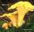 PFIFFERLING (CANTHARELLUS CIBARIUS) Bild 1