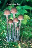 PSILOCYBINSYNDROM Bild 1