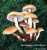 RAUCHBLAETTRIGER SCHWEFELKOPF (HYPHOLOMA CAPNOIDES) Bild 1