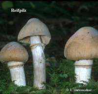 REIFPILZ (ROZITES CAPERATA) Bild 1