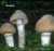 REIFPILZ (ROZITES CAPERATA) Bild 1