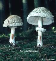 SAFRANSCHIRMLING (MACROLEPIOTA RACHODES) Bild 1