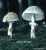 SAFRANSCHIRMLING (MACROLEPIOTA RACHODES) Bild 1