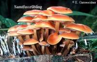 SAMTFUSSRUEBLING (FLAMMULINA VELUTIPES) Bild 1