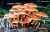 SAMTFUSSRUEBLING (FLAMMULINA VELUTIPES) Bild 1