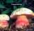SATANSROEHRLING (BOLETUS SATANAS) Bild 1