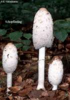 SCHOPFTINTLING (COPRINUS COMATUS) Bild 1
