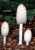 SCHOPFTINTLING (COPRINUS COMATUS) Bild 1