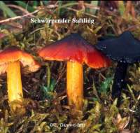 SCHWAERZENDER SAFTLING (HYGROCYBE NIGRESCENS) Bild 1
