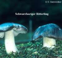 SCHWARZFASERIGER RITTERLING (TRICHOLOMA PORTENTOSUM) Bild 1