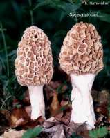 SPEISEMORCHEL (MORCHELLA ESCULENTA) Bild 1