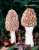 SPEISEMORCHEL (MORCHELLA ESCULENTA) Bild 1