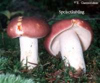 SPEISETAEUBLING (RUSSULA VESCA) Bild 1