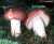 SPEISETAEUBLING (RUSSULA VESCA) Bild 1