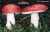 SPEITAEUBLING (RUSSULA EMETICA) Bild 1