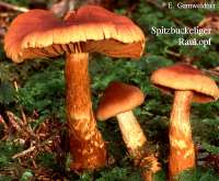 spitzbuckeliger Rauhkopf (Cortinarius rubellus) Bild 1