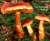 spitzbuckeliger Rauhkopf (Cortinarius rubellus) Bild 1