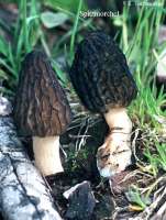 SPITZMORCHEL (MORCHELLA CONICA) Bild 1