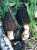 SPITZMORCHEL (MORCHELLA CONICA) Bild 1
