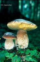 STEINPILZ (BOLETUS EDULIS) Bild 1