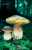 STEINPILZ (BOLETUS EDULIS) Bild 1